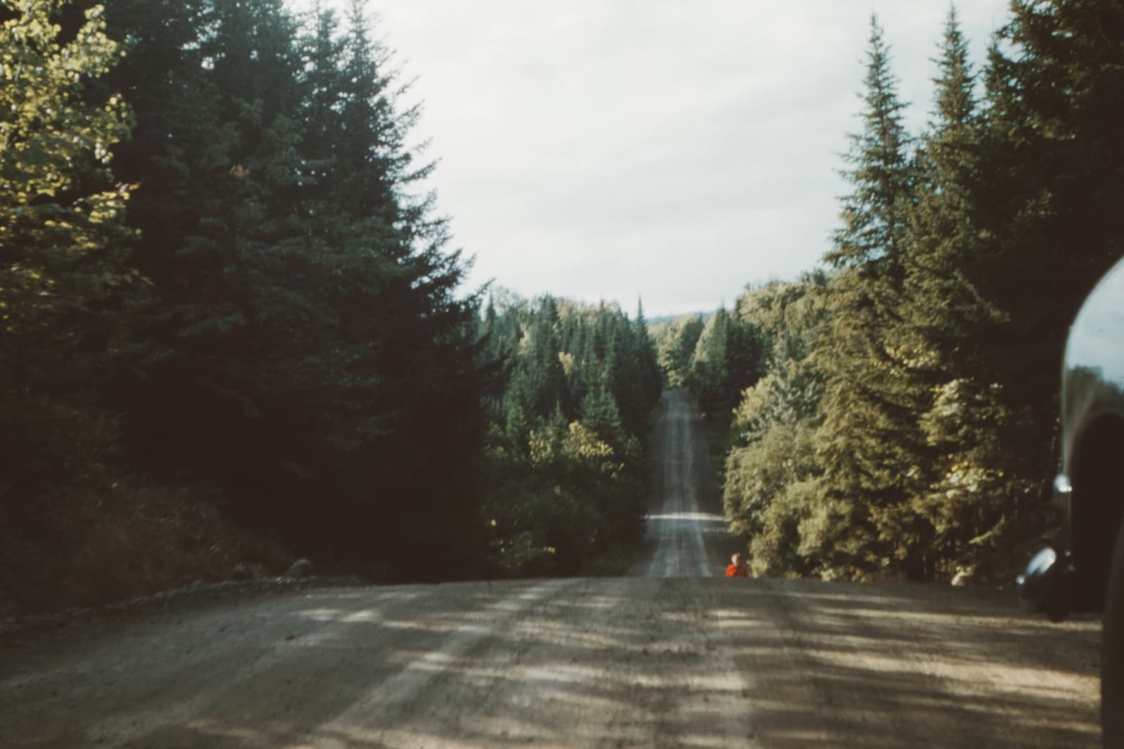Gravel road running between spruce trees toward a distant hill